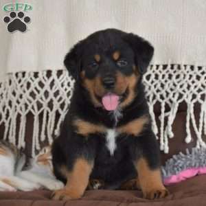 Azalea, Bernese Mountain Dog Mix Puppy